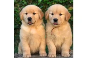 $400 : Cachorros Golden Retriever thumbnail