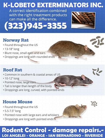 24/7 RODENT CONTROL-REPAIRS image 4