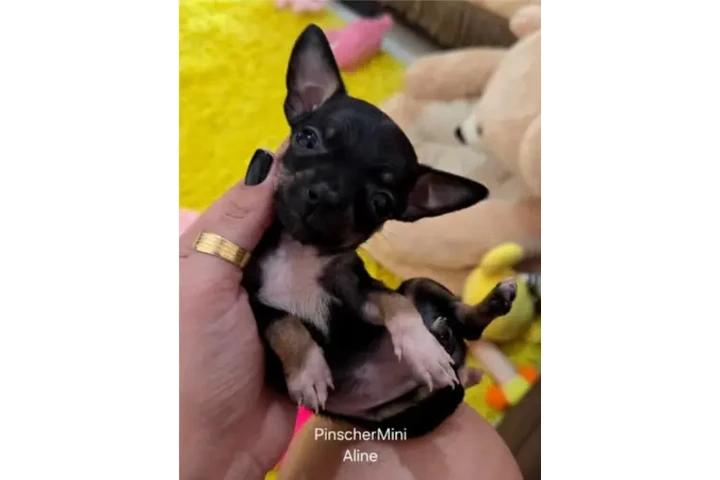 $350 : Cachorros mini pincher image 1