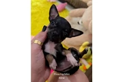 Cachorros mini pincher en Trenton