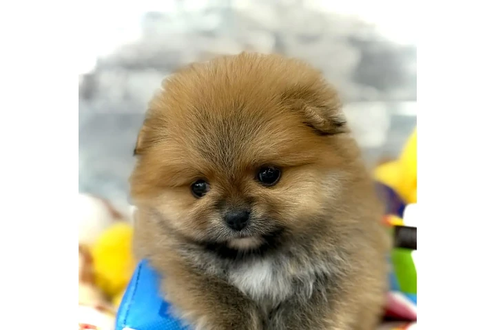$350 : Pomerania miniatura image 2