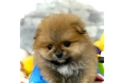 $350 : Pomerania miniatura thumbnail