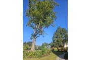 Professional Tree &Landscaping thumbnail