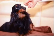 $1500 : Miniature Dachshund puppies thumbnail