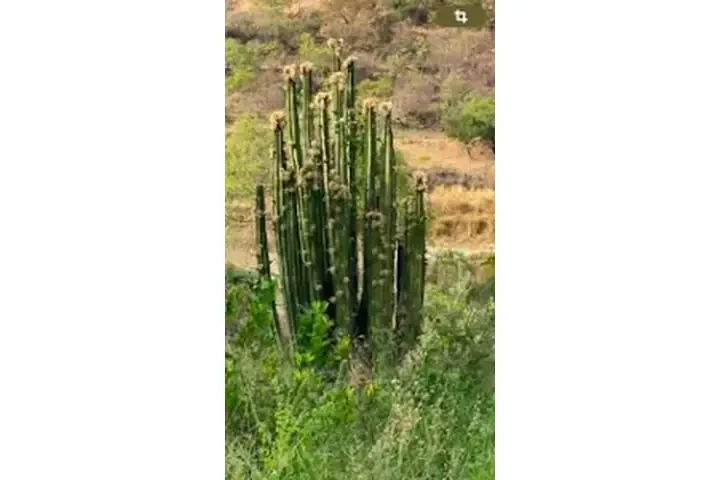 PITAYOS D JALISCO TERE GALVAN image 2