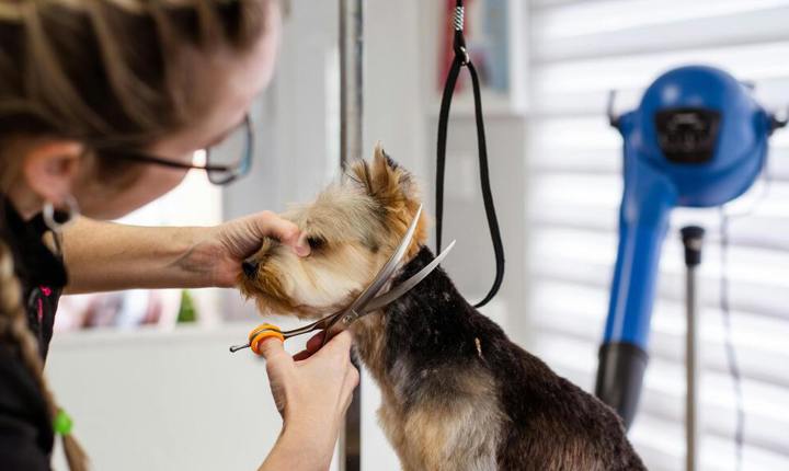 Mujer cortando el pelo a un perro