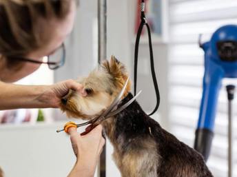 Mujer cortando el pelo a un perro