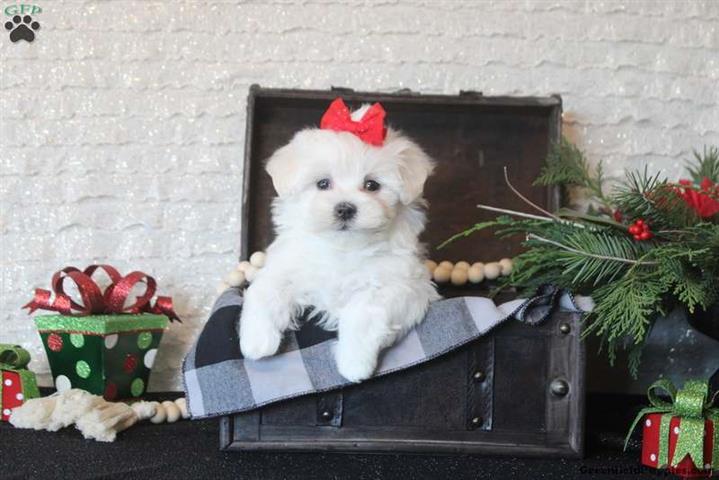 $160 : New Born Pure Maltese Puppies image 5