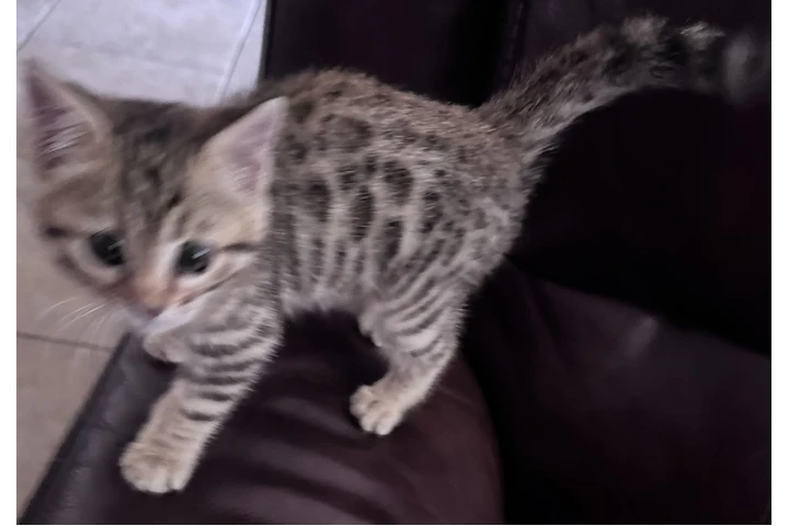 $1000 : Bengal Kitten FEMALE image 1