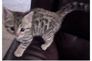 Bengal Kitten FEMALE en Los Angeles