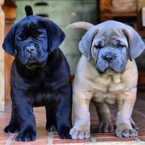 $500 : Adorables cachorros Labrador image 2