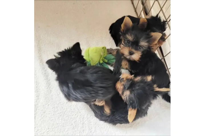 $350 : Cachorros yorkie taza de té image 3