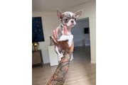 $300 : Teacup Chihuahua puppies thumbnail