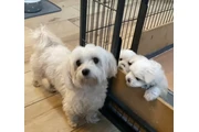 teacup Maltese puppies en Los Angeles