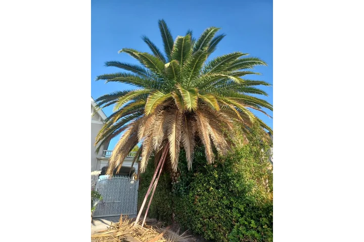 Jardinero $35🍀🌿💳📱 image 1