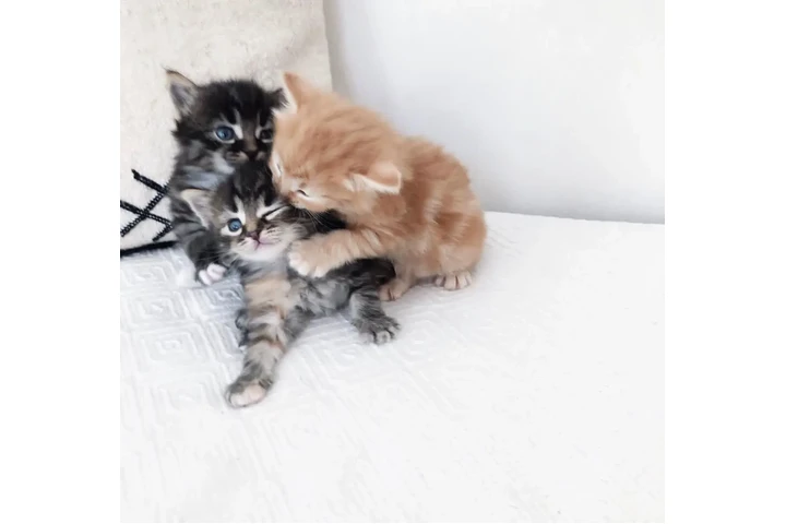 $300 : 3 cachorros de Bosque de Norue image 1