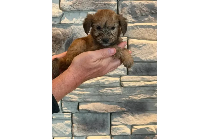 $1400 : 4 Whoodle puppies image 4