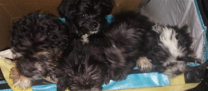 $150 : Mini poodle y mix terrier image 4