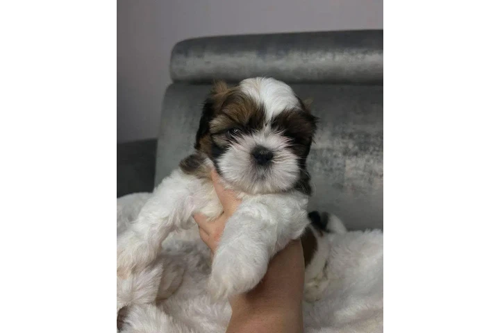 $350 : Cachorros de Shih Tzu image 3