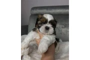 $350 : Cachorros de Shih Tzu thumbnail