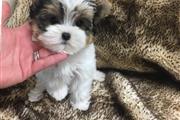 $500 : teacup yorkie puppies thumbnail