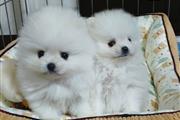 $300 : Pomeranian Pup For Sale thumbnail