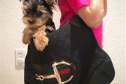 mixed breed yorkie puppy en Bakersfield