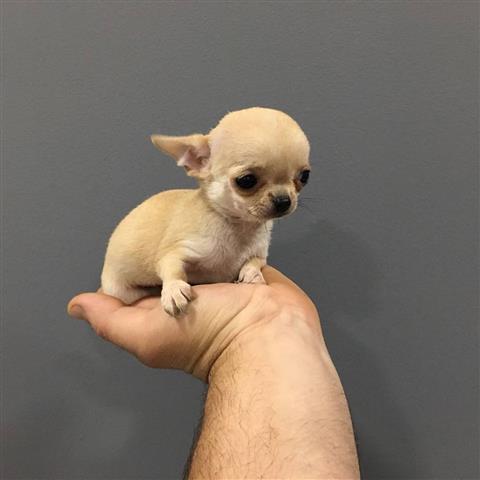 $250 : Cachorro Chihuahua puppy image 4