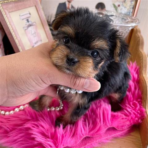 $350 : Yorkies a la venta image 2