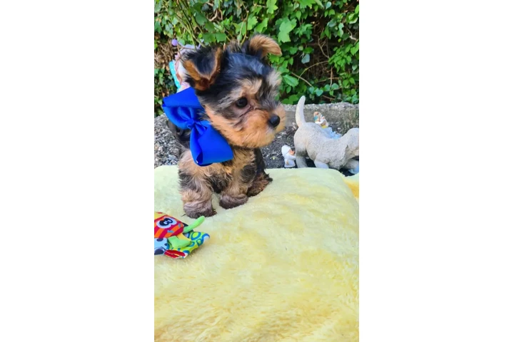 $350 : cachorros holly yorkie image 3