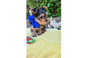 $350 : cachorros holly yorkie thumbnail