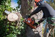 Mandeville Tree Removal | Acad en Shreveport