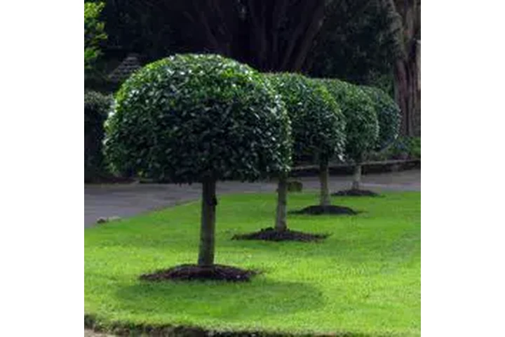 podador de arboles jardineria image 7