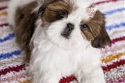 Cachorros de Shih Tzu Mini