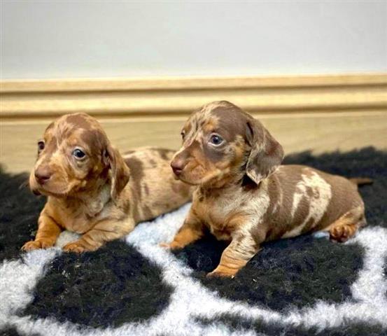 $400 : Sweet Dachshund Puppies image 7