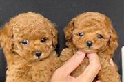 Hermosos cachorros de caniche en Chicago