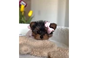 $999 : Yorkie and Morkie puppies thumbnail