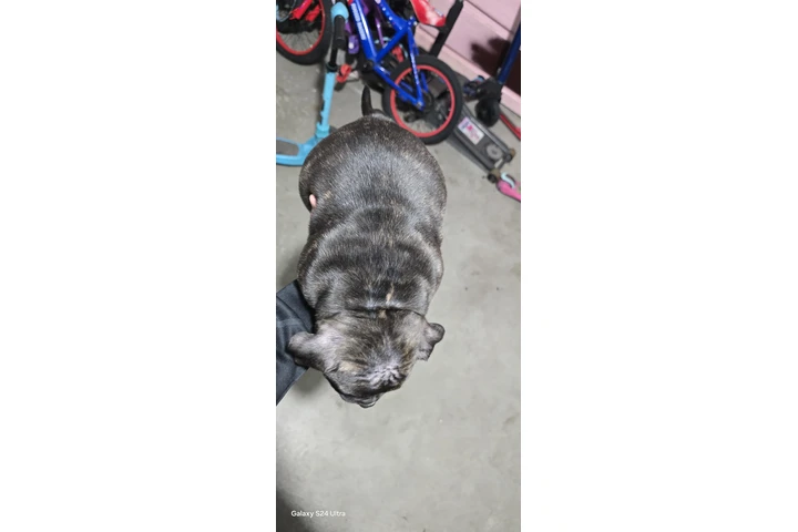 $2000 : Exotic American bullys image 5