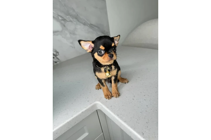 $250 : Chihuahua teacup puppies image 7