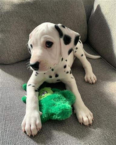 $400 : Dalmatian puppies for sale image 2