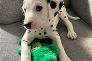 $400 : Dalmatian puppies for sale thumbnail