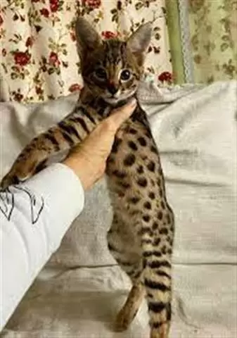 $100 : Great qualitypurebred Bengals❤ image 3