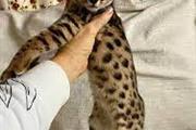 $100 : Great qualitypurebred Bengals❤ thumbnail