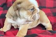 $700 : English bulldog puppies for sa thumbnail