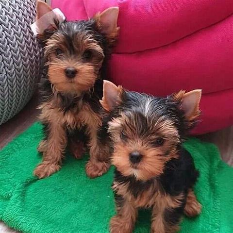 Yorkie Puppies Available for R image 1