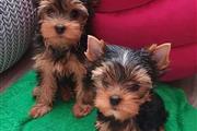 Yorkie Puppies Available for R