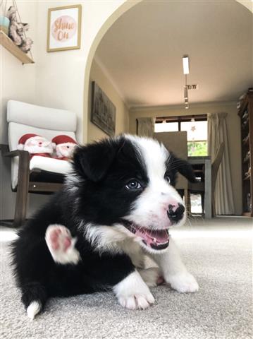 $560 : Border Collie Puppies image 1