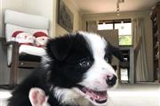 $560 : Border Collie Puppies thumbnail