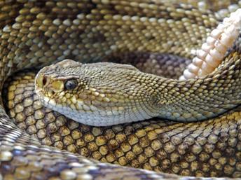 Cómo evitar a las víboras de cascabel
