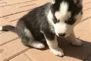 Purebred Siberian Husky Puppie